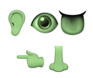 hearseetastetouchsmell_green